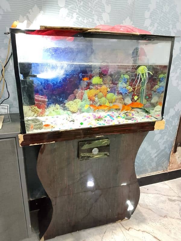 Fish & Fish aquarium urgent For Sale 5