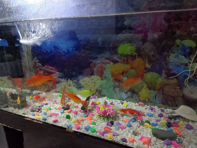 Fish & Fish aquarium urgent For Sale 6