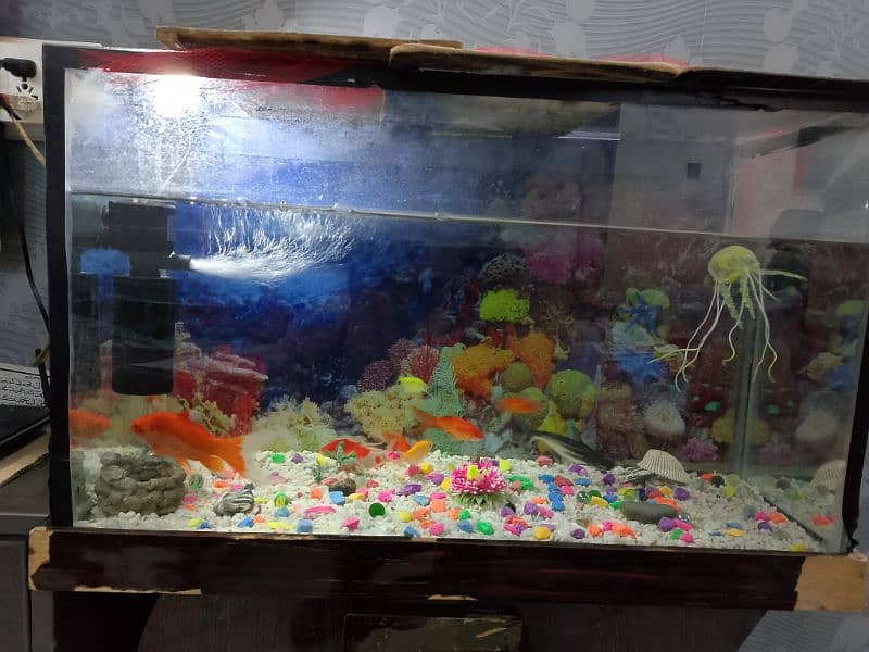 Fish & Fish aquarium urgent For Sale 8