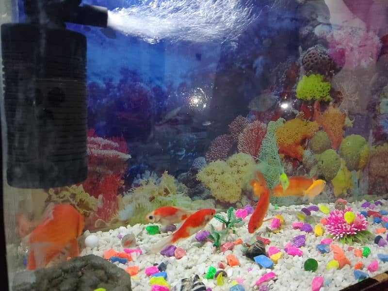 Fish & Fish aquarium urgent For Sale 9