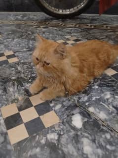 Persian Male Ginger colour