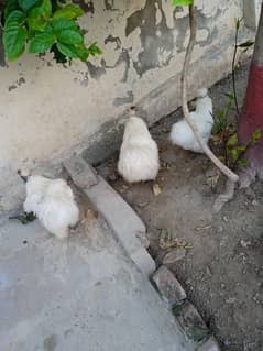 white silki hens 2 male and 1 female