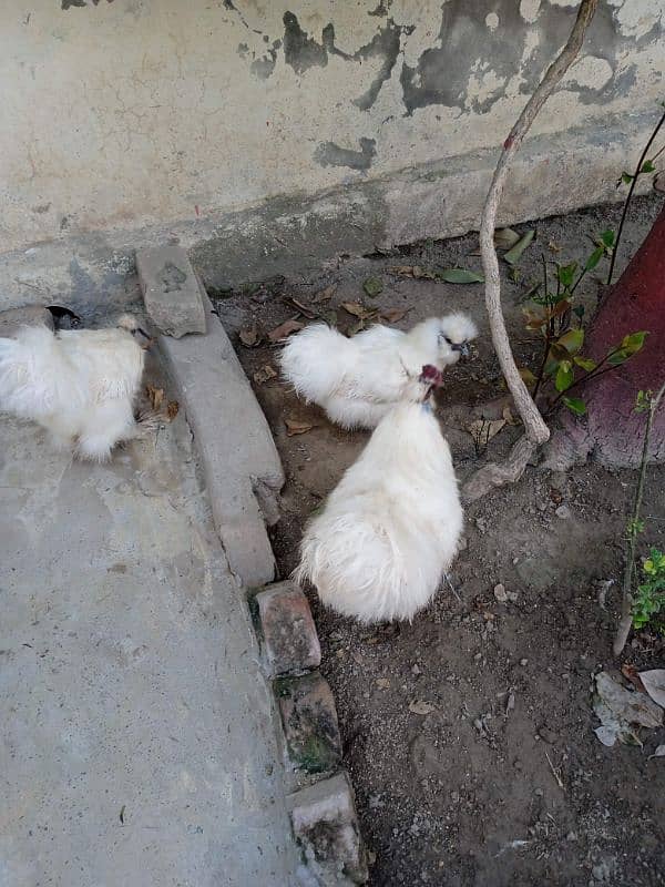 white silki hens 2 male and 1 female 1