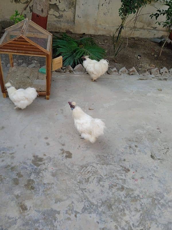 white silki hens 2 male and 1 female 2