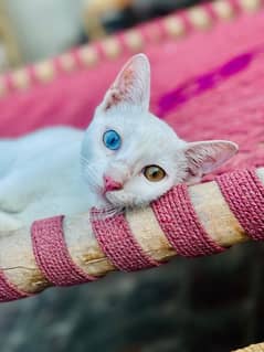 khao manee heterochromia cat single coat