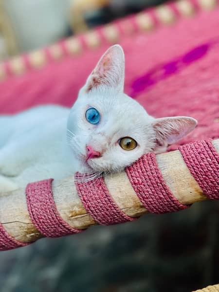 khao manee heterochromia cat single coat 0