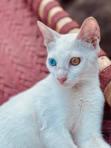 khao manee heterochromia cat single coat 1