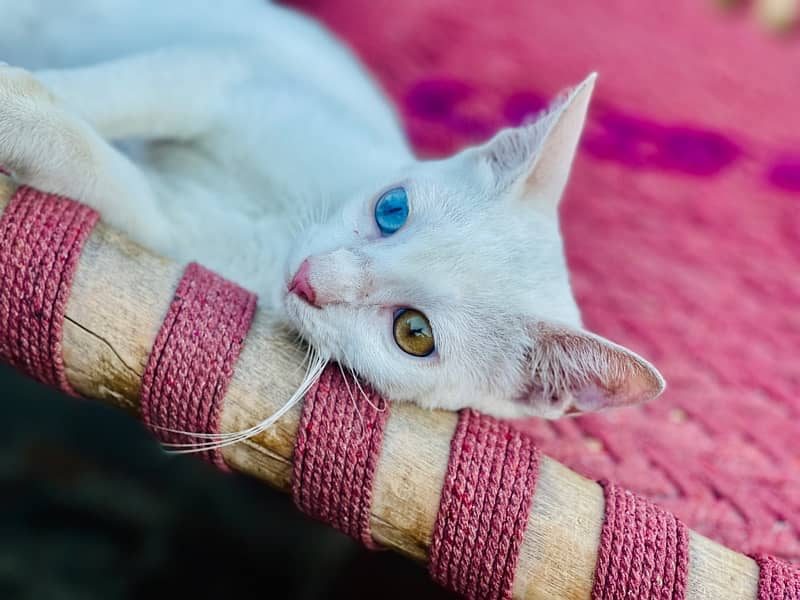 khao manee heterochromia cat single coat 2