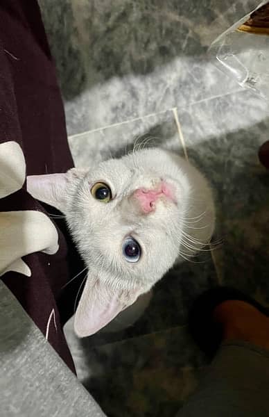 khao manee heterochromia cat single coat 3