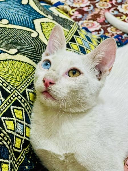 khao manee heterochromia cat single coat 4