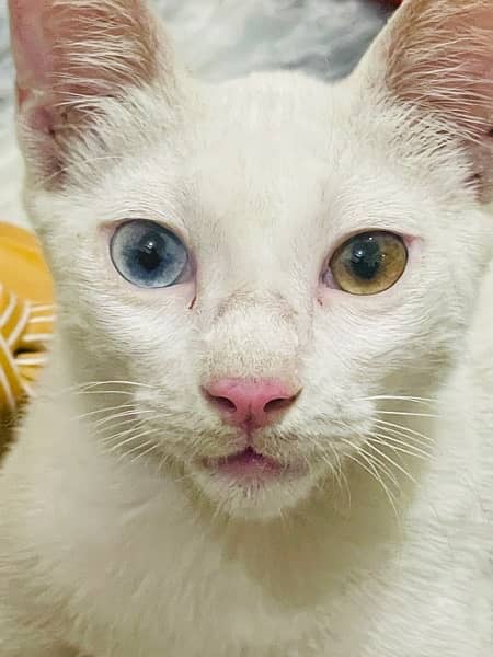 khao manee heterochromia cat single coat 5