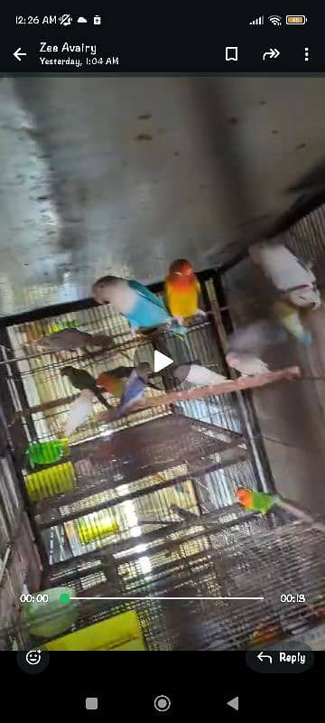 love birds breeder pair and extra females 2