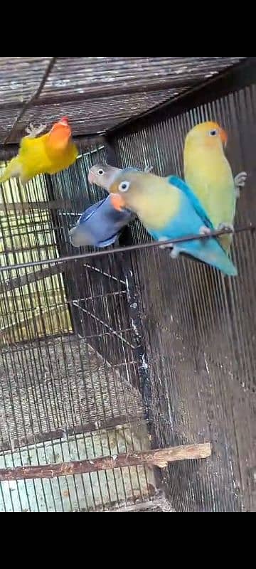 love birds breeder pair and extra females 3