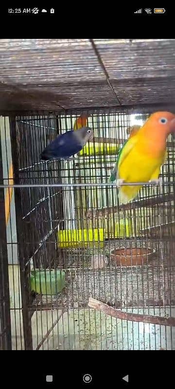 love birds breeder pair and extra females 4