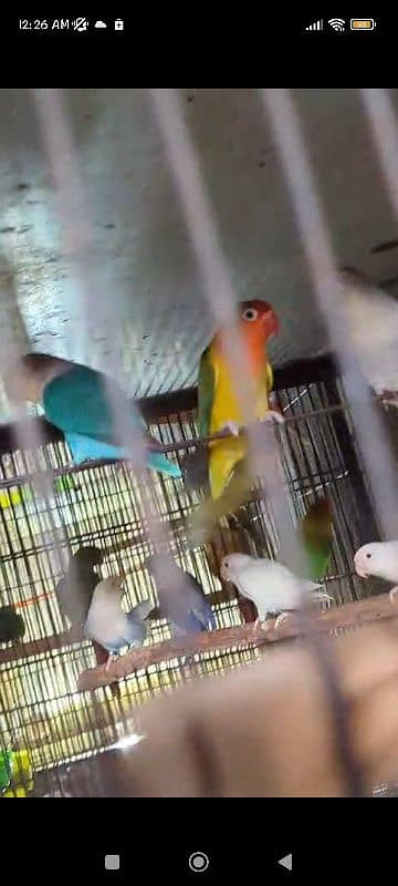 love birds breeder pair and extra females 5