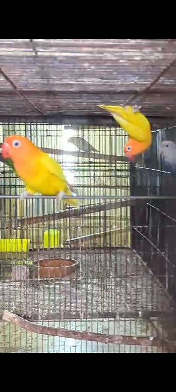 love birds breeder pair and extra females 6