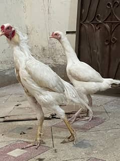 white Heera breeder pair For sale