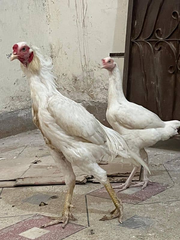 white Heera breeder pair For sale 1