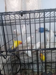 Cages and birds for sale lutino albino personata north Nazimabad