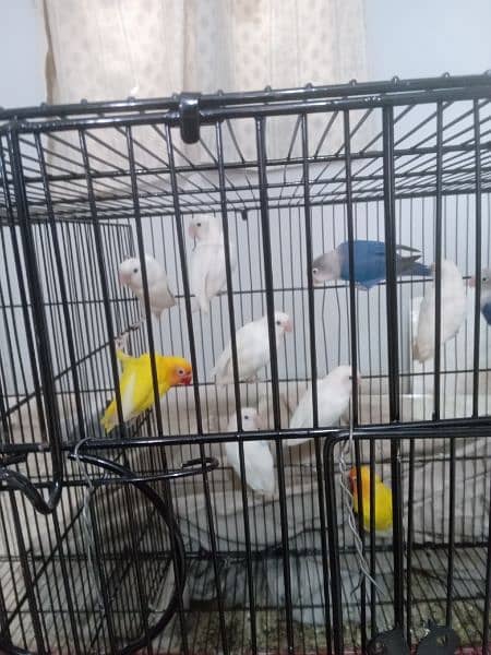 Cages and birds for sale lutino albino personata north Nazimabad 0