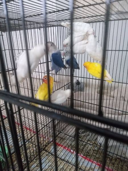 Cages and birds for sale lutino albino personata north Nazimabad 1