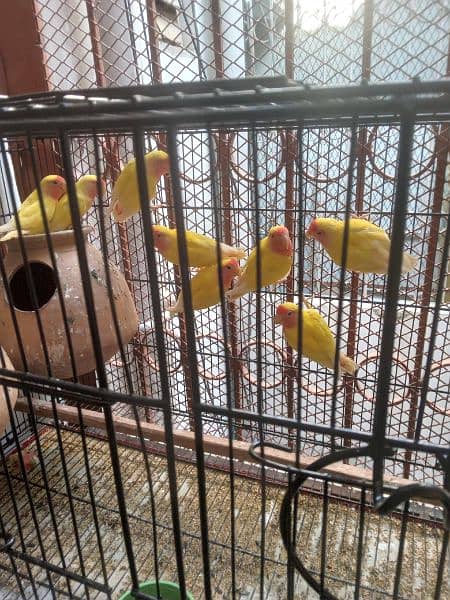 Cages and birds for sale lutino albino personata north Nazimabad 2