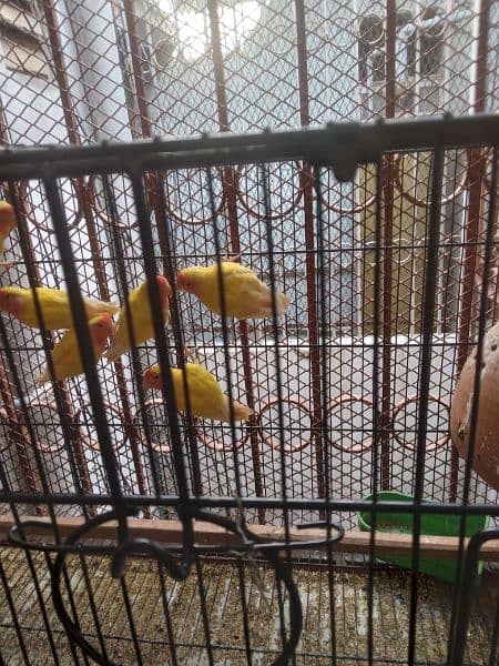 Cages and birds for sale lutino albino personata north Nazimabad 3