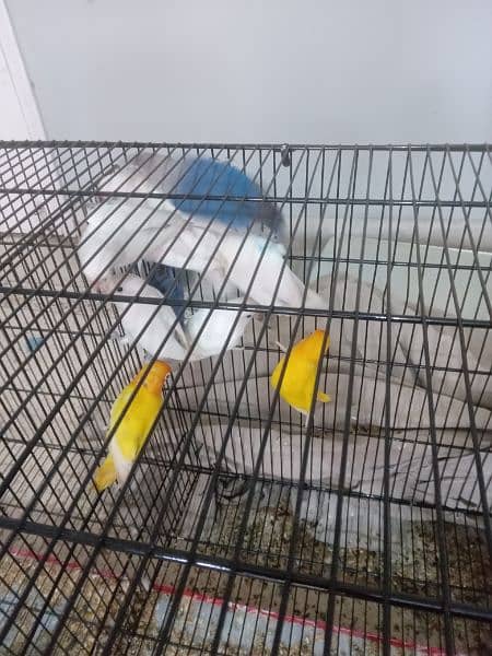 Cages and birds for sale lutino albino personata north Nazimabad 4