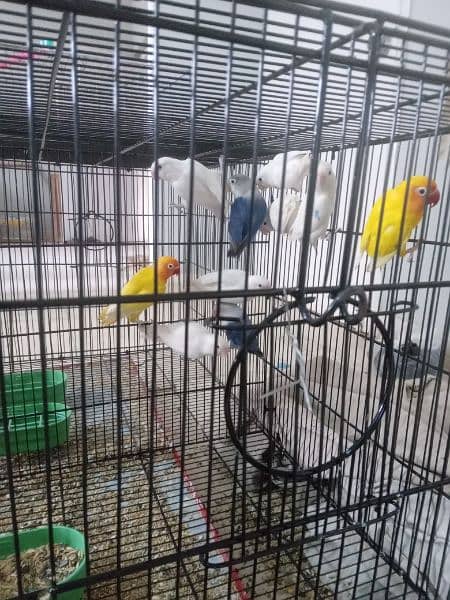 Cages and birds for sale lutino albino personata north Nazimabad 5