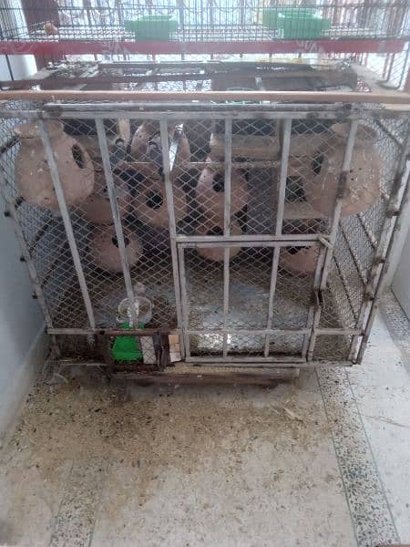 Cages and birds for sale lutino albino personata north Nazimabad 6