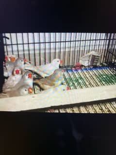 zebra finches Available for sale