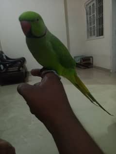 parrot