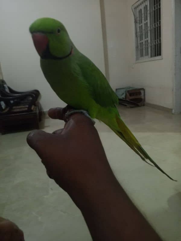 parrot 0