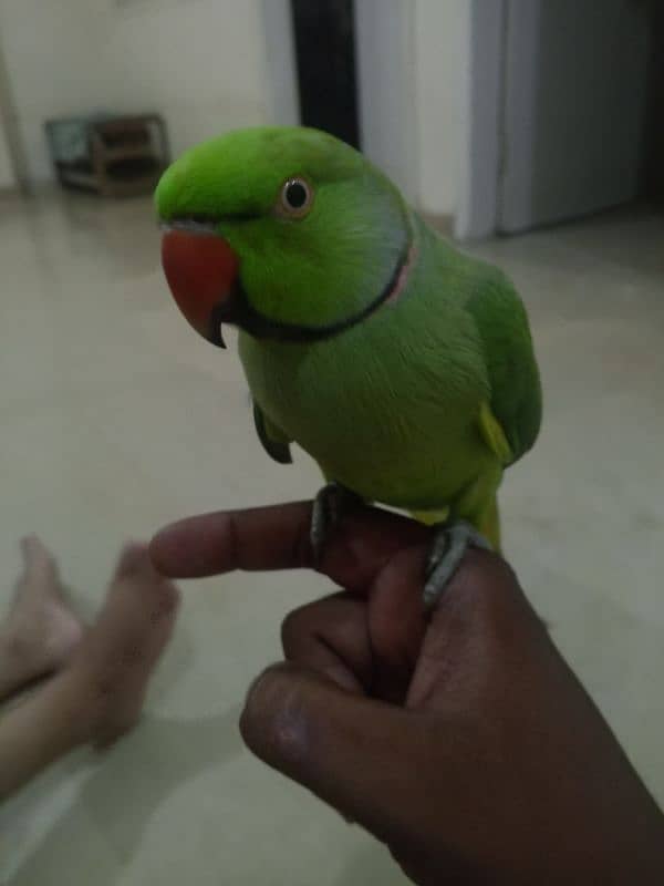 parrot 1