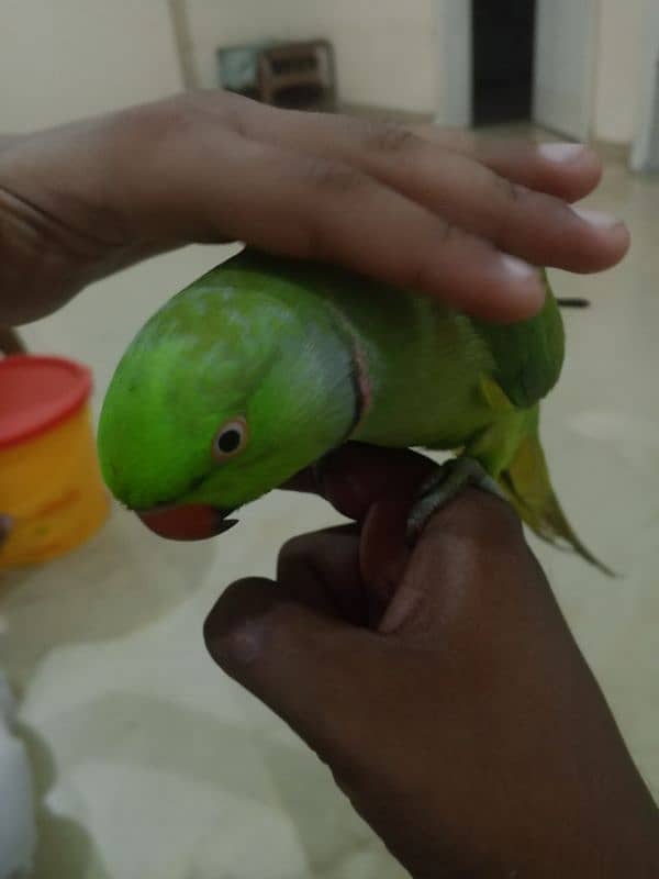 parrot 2