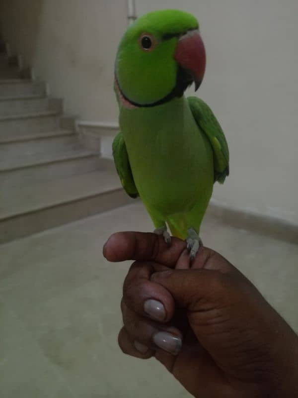 parrot 3