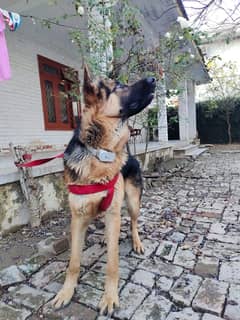 Gsd