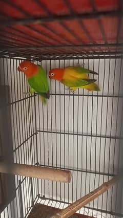 cage love birds cocktail bleeder pair