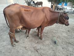 Jersey Sahiwal Cross Cow For Sale 0