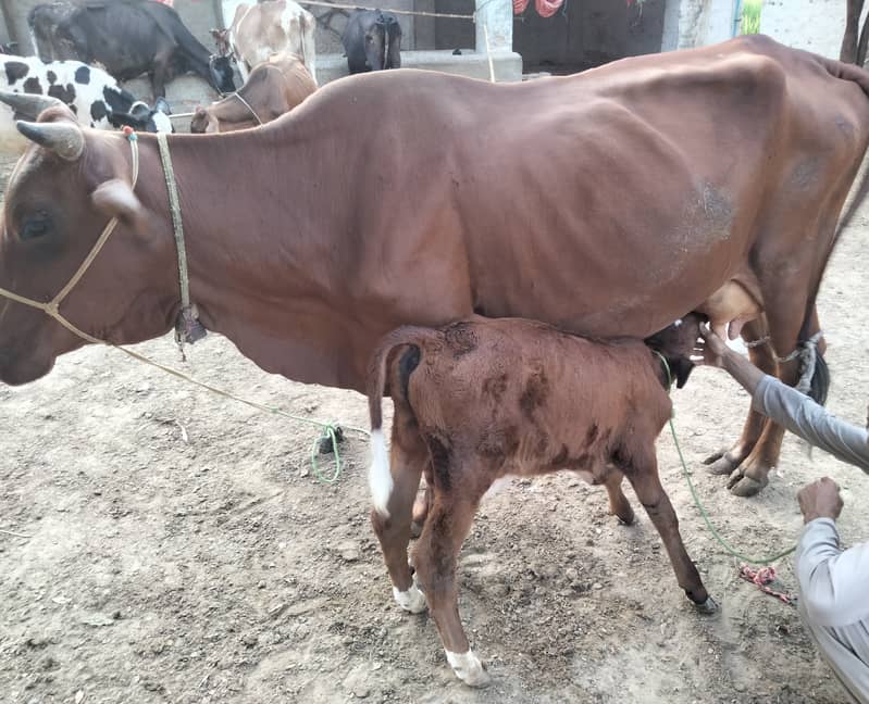 Jersey Sahiwal Cross Cow For Sale 1