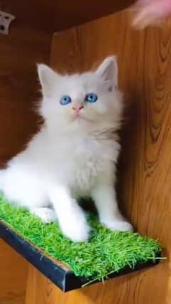 pair Persian blue eyes kitten