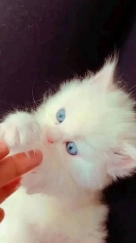 Persian blue eyes kitten 1