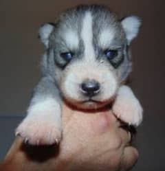 Siberian husky puppy for sale 1 month