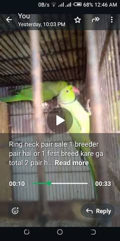 ring neck pair for sale 0