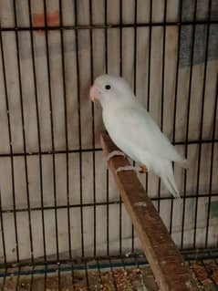 Albino Split ino Breeder Male