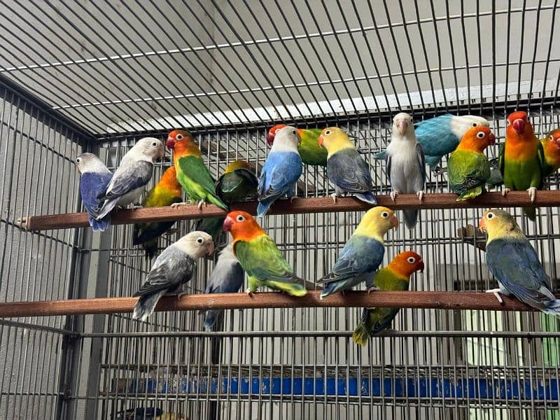 lovebirds and cages 0