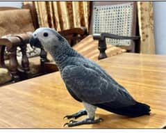 African Gray Self Proper Hand Tamed