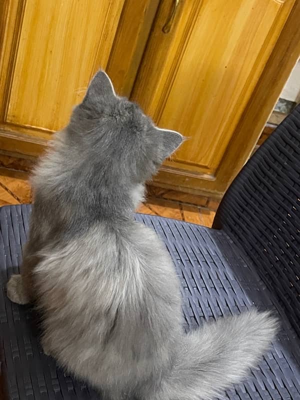 persian female 6 month old cat for sale 0