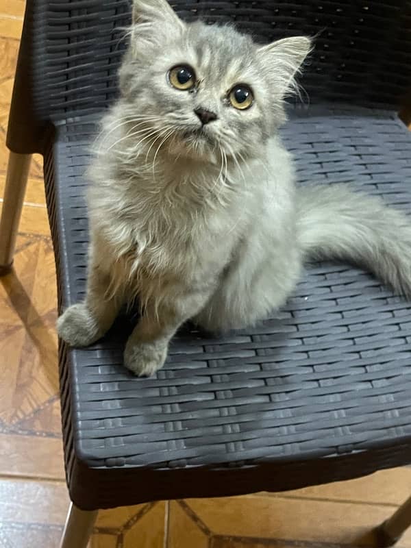 persian female 6 month old cat for sale 1