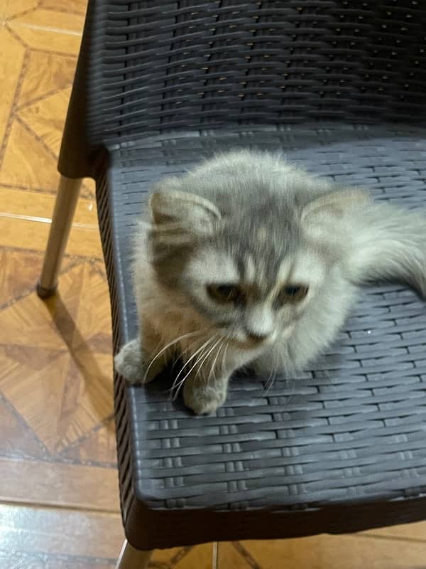 persian female 6 month old cat for sale 2